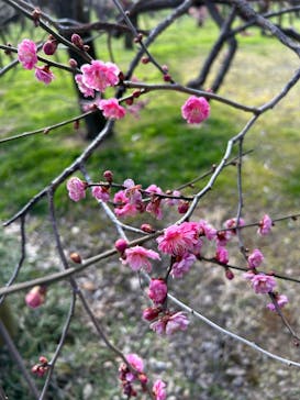 偕楽園本園に投稿された画像（2026/2/21）