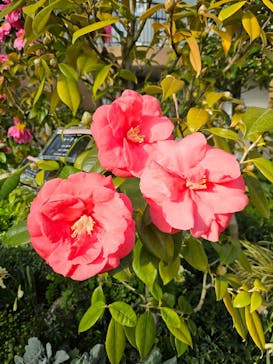 安城産業文化公園デンパークに投稿された画像（2026/2/21）