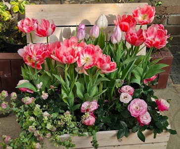 安城産業文化公園デンパークに投稿された画像（2026/2/21）