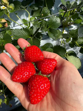 すごう農園直売所ピアッツァに投稿された画像（2026/2/21）