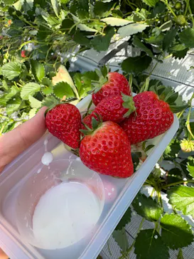 すごう農園直売所ピアッツァに投稿された画像（2026/2/21）