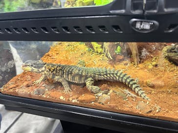 レプタイルズフィーバー 2026 Winter に投稿された画像（2026/2/21）