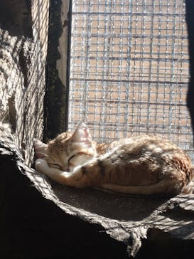 那須どうぶつ王国に投稿された画像（2026/2/21）