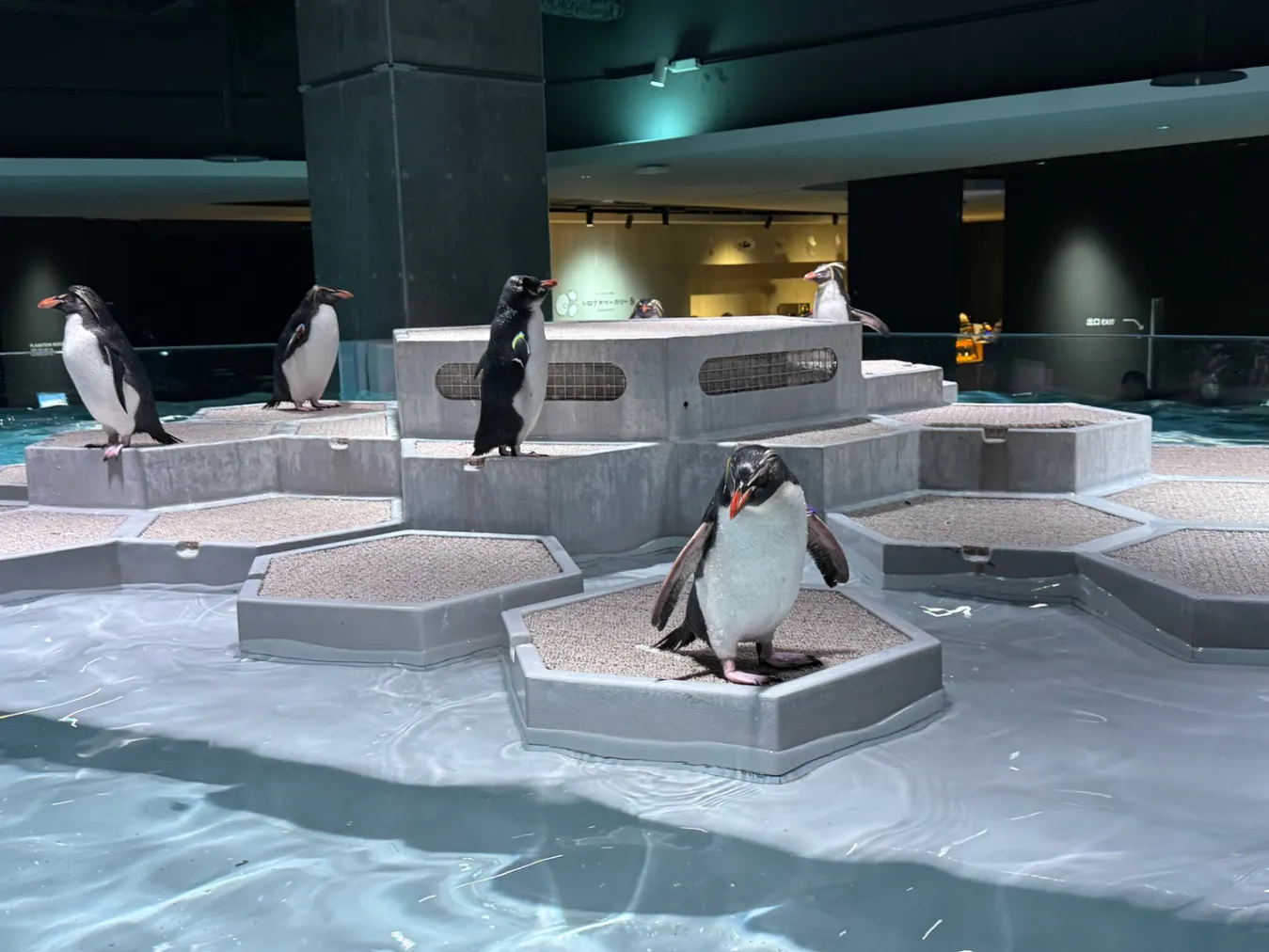 その他 AOAO AOAO SAPPOROの口コミ ｜想像していた水族館のイメージと｜アソビュー！