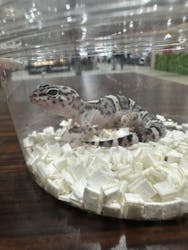 レプタイルズフィーバー 2026 Winter に投稿された画像（2026/2/21）