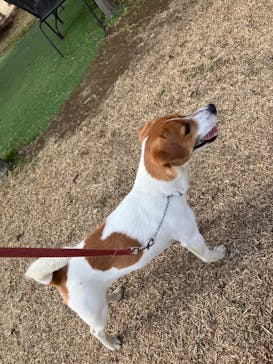 つくばわんわんランドに投稿された画像（2026/2/21）