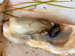 海女小屋 相差かまどに投稿された画像（2026/2/21）