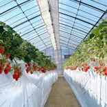 金子苺園に投稿された画像（2026/2/21）