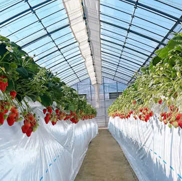 金子苺園に投稿された画像（2026/2/21）