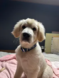 わんにゃんドームに投稿された画像（2026/2/21）