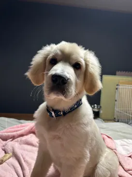 わんにゃんドームに投稿された画像（2026/2/21）