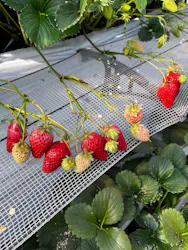 高津園に投稿された画像（2026/2/21）