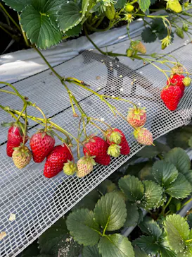 高津園に投稿された画像（2026/2/21）