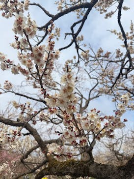 偕楽園本園に投稿された画像（2026/2/21）