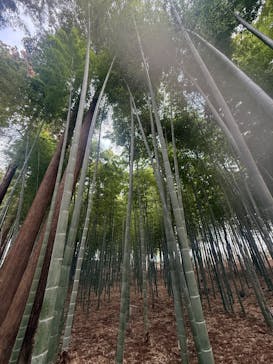 偕楽園本園に投稿された画像（2026/2/21）