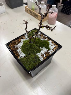 鉢マニアに投稿された画像（2026/2/21）