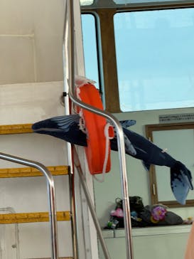 Sea World（シーワールド）に投稿された画像（2026/2/21）