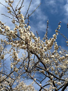 偕楽園本園に投稿された画像（2026/2/21）