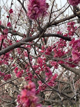 偕楽園本園に投稿された画像（2026/2/21）