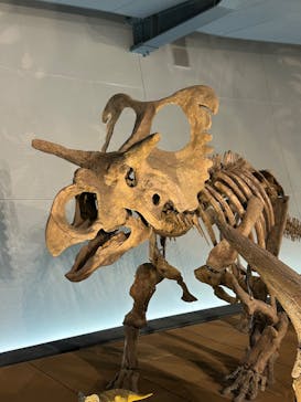 福井県立恐竜博物館に投稿された画像（2026/2/21）