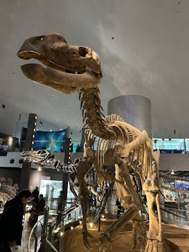 福井県立恐竜博物館に投稿された画像（2026/2/21）