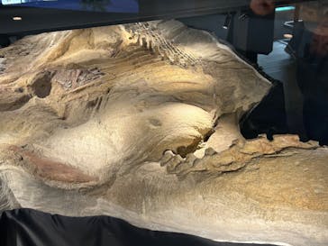 福井県立恐竜博物館に投稿された画像（2026/2/21）