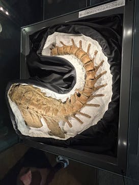 福井県立恐竜博物館に投稿された画像（2026/2/21）