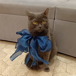 猫カフェモカ　町田ジョルナ店に投稿された画像（2026/2/21）