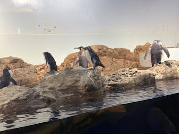 マクセル アクアパーク品川に投稿された画像（2026/2/21）