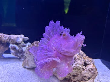 マクセル アクアパーク品川に投稿された画像（2026/2/21）