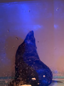 マクセル アクアパーク品川に投稿された画像（2026/2/21）