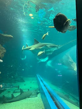 マクセル アクアパーク品川に投稿された画像（2026/2/21）