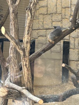 名古屋市東山動植物園に投稿された画像（2026/2/21）