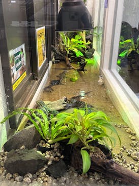 熱川バナナワニ園に投稿された画像（2026/2/21）