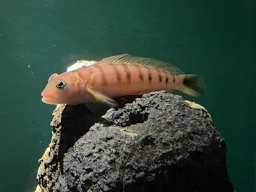 アクアワールド茨城県大洗水族館に投稿された画像（2026/2/22）