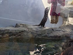 四国水族館に投稿された画像（2026/2/22）