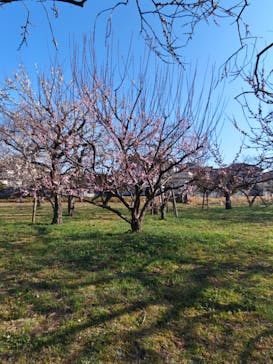 偕楽園本園に投稿された画像（2026/2/22）