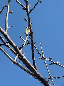 偕楽園本園に投稿された画像（2026/2/22）