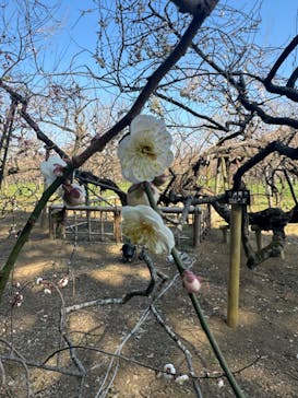 偕楽園本園に投稿された画像（2026/2/22）