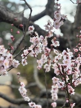 偕楽園本園に投稿された画像（2026/2/22）