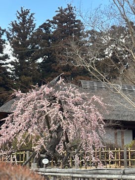 偕楽園本園に投稿された画像（2026/2/22）