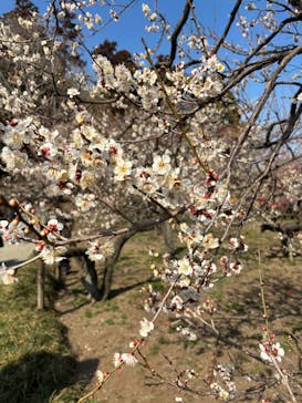 偕楽園本園に投稿された画像（2026/2/22）