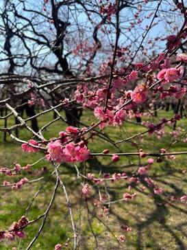 偕楽園本園に投稿された画像（2026/2/22）