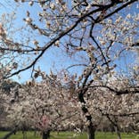 偕楽園本園に投稿された画像（2026/2/22）