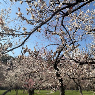 偕楽園本園に投稿された画像（2026/2/22）