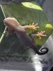 レプタイルズフィーバー 2026 Winter に投稿された画像（2026/2/22）