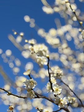 万博記念公園に投稿された画像（2026/2/22）