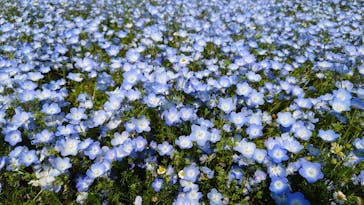 万博記念公園に投稿された画像（2026/2/22）