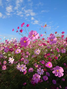 万博記念公園に投稿された画像（2026/2/22）