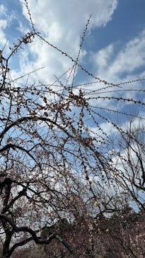 偕楽園本園に投稿された画像（2026/2/22）